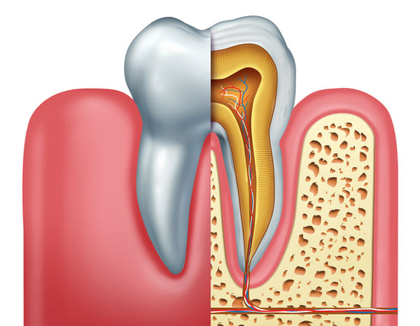 Diagram of tooth showing tooth root at Cleary Dental in Haddonfield, NJ